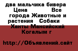 два мальчика бивера › Цена ­ 19 000 - Все города Животные и растения » Собаки   . Ханты-Мансийский,Когалым г.